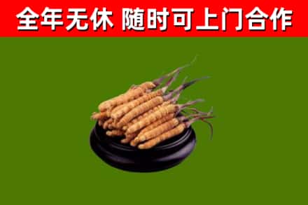 古冶烟酒回收冬虫夏草.jpg